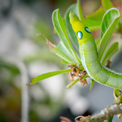 tea leaves macro green